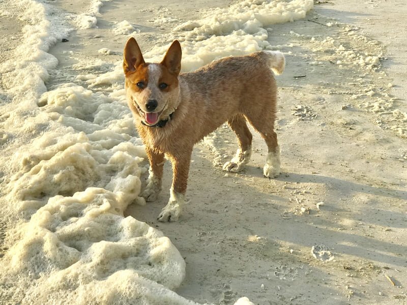 beach dog